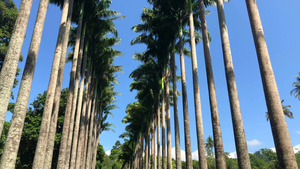 在皇家植物国王花园的棕榈树小巷18秒视频