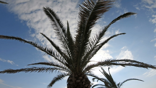 热带海滩上的棕榈树夏日阳光照耀视频