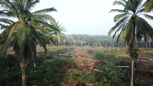 在马来西亚清除油棕榈种植园土地的农民视频