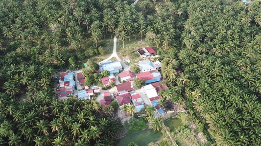 油棕榈树上的小村庄视频