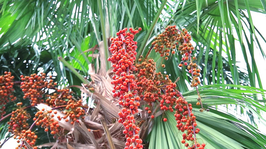 花园棕榈树和绿叶的棕榈树上有色橙黄色棕榈种子视频