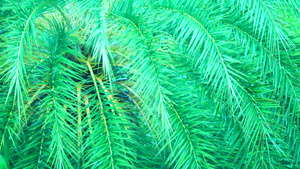 花园树上的棕榈叶模糊雨季下雨雨滴落31秒视频