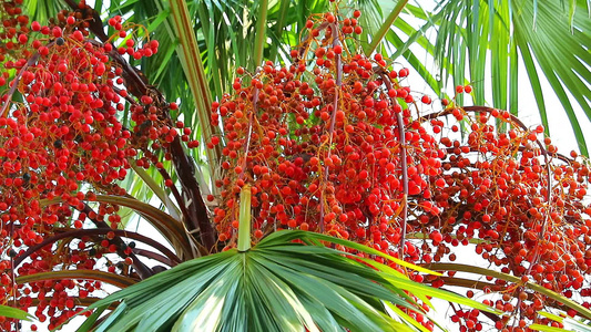 在雨季在花园的树上种植红棕榈籽视频