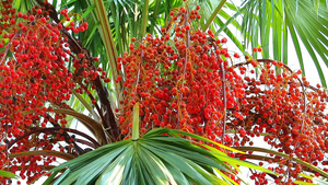 在雨季在花园的树上种植红棕榈籽10秒视频