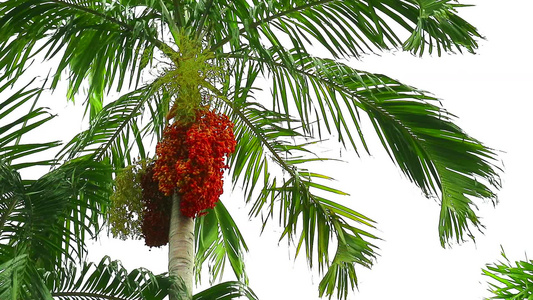 园中棕榈树上多彩的椰枣籽和有动向的绿叶视频