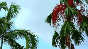 在园圃的树上长成红棕榈籽21秒视频
