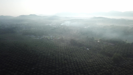 油棕棕榈种植园景观背景山视频