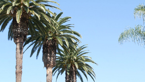 美国加利福尼亚州洛杉矶的棕榈树太平洋上圣莫尼卡和威尼斯10秒视频