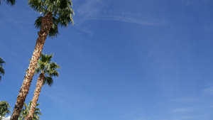 美国加利福尼亚州洛杉矶的棕榈树太平洋上圣莫尼卡和威尼斯13秒视频