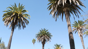 美国加利福尼亚州洛杉矶的棕榈树太平洋上圣莫尼卡和威尼斯12秒视频