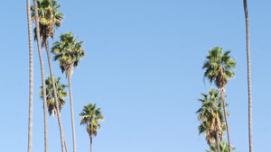 美国加利福尼亚州洛杉矶的棕榈树太平洋上圣莫尼卡和威尼斯14秒视频