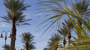 美国加利福尼亚州洛杉矶的棕榈树太平洋上圣莫尼卡和威尼斯9秒视频