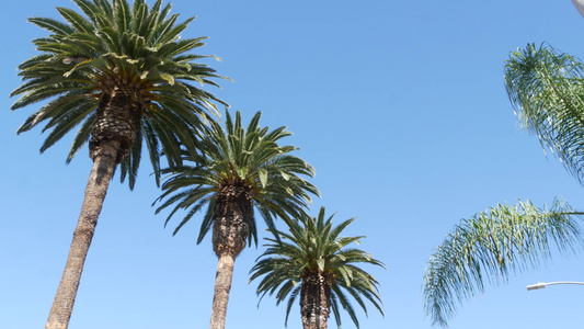 美国加利福尼亚州洛杉矶的棕榈树太平洋上圣莫尼卡和威尼斯视频