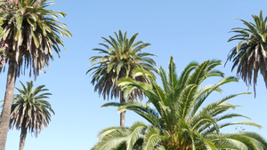 美国加利福尼亚州洛杉矶的棕榈树太平洋上圣莫尼卡和威尼斯8秒视频