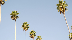 美国加利福尼亚州洛杉矶的棕榈树太平洋上圣莫尼卡和威尼斯19秒视频