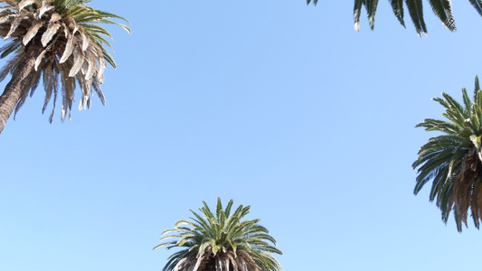 美国加利福尼亚州洛杉矶的棕榈树太平洋上圣莫尼卡和威尼斯视频