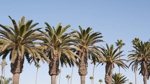 美国加利福尼亚州洛杉矶的棕榈树太平洋上圣莫尼卡和威尼斯16秒视频