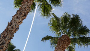 美国加利福尼亚州洛杉矶的棕榈树8秒视频