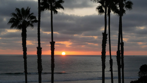 加州的棕榈和日落12秒视频