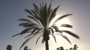 棕榈树和热带天空18秒视频
