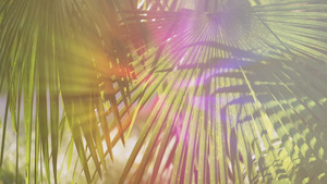 有棕榈树叶的自然背景光动画18秒视频
