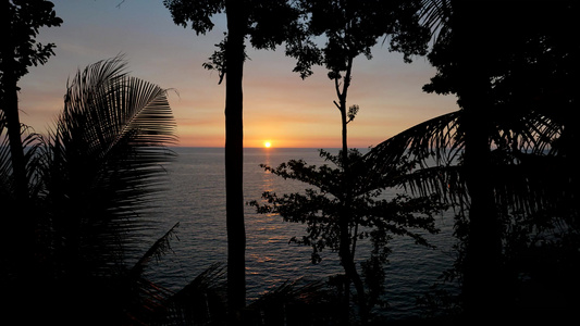 海中落下日落有棕榈树视频