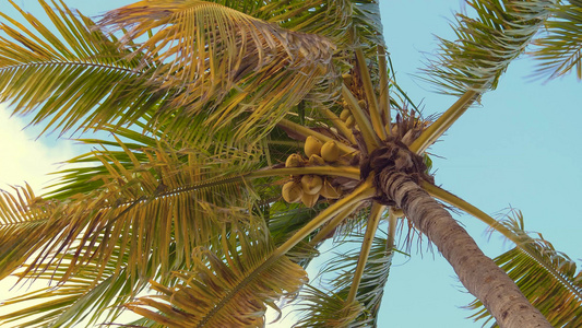 棕榈树上有椰子从底部看见视频