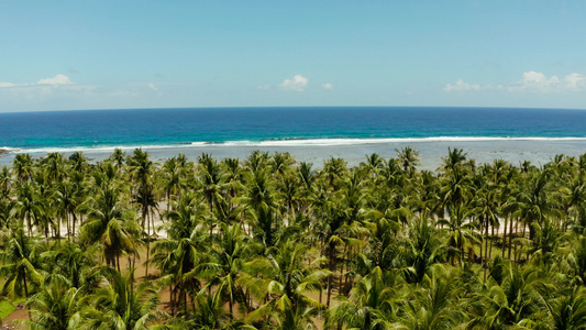 热带海滩有棕榈树空中观察视频