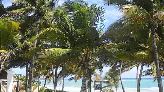 在墨西哥的xpuha海滩上的棕榈树视频