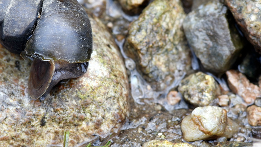 棕岩上的大蜗牛视频