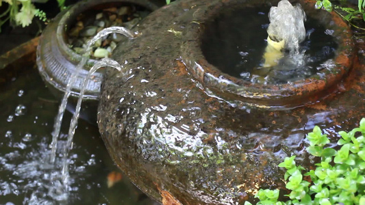 花园里的水罐子视频