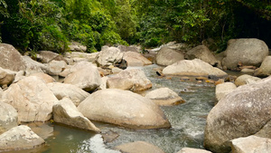 雨林和河流的景象与岩石深热带森林丛林与树木在快速岩流11秒视频