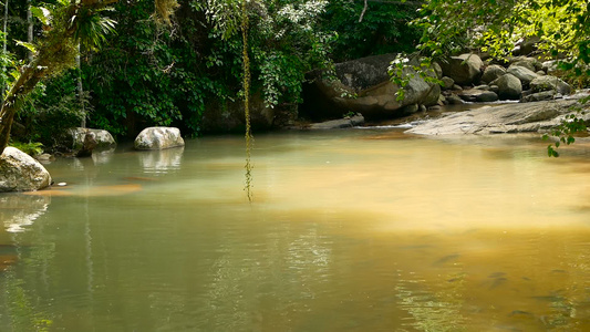 雨林和河流与岩石野生植被深热带森林丛林与树木在快速视频