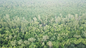 Malaysia红树林14秒视频