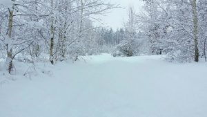 冬季森林中的雪路9秒视频