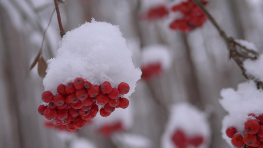 雪下一连串的内河视频