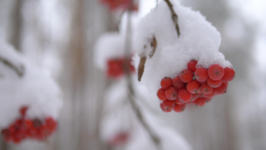 雪下一堆红山灰灰视频