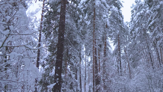 雪中松树冬季森林下雪视频