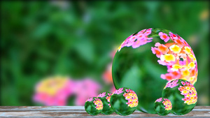 花园中各种颜色开花在晶体球玻璃上有绿叶背粉状的青色16秒视频