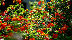 花园里各种颜色的花朵16秒视频