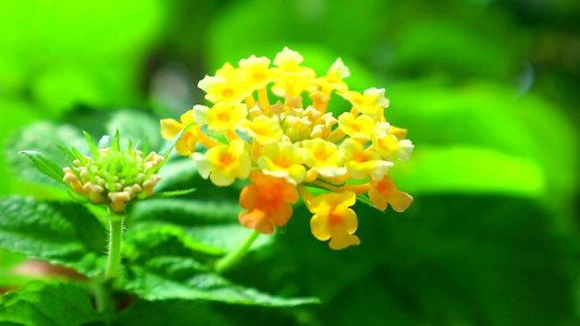 金黄色的花袍在园圃和绿叶中开花视频