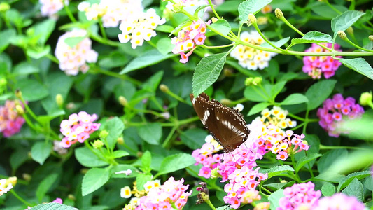 蝴蝶在花园的花朵2中发现粉红色的亚特兰大白斑马上的视频