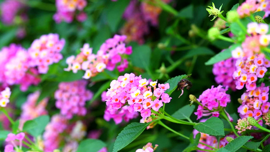 花园里各种颜色的花朵视频