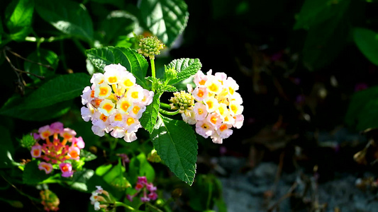 花朵在花园中开花的棕色亚白黄花束视频