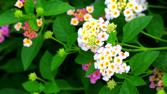 花朵在花园中开花的亚特兰大白色黄花束1视频