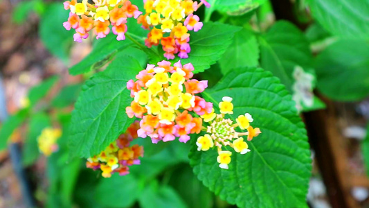 花朵在花园和绿叶中开花的粉色黄花视频