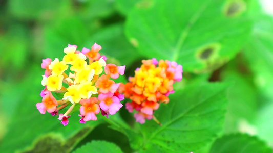 花朵在花园和绿叶上开花的金色粉红色黄橙视频