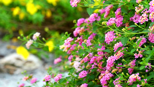 花朵全开在花园里模糊的黄花本底棕色鲜花背景视频