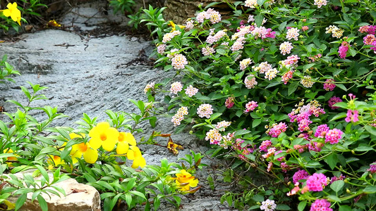 花朵全在花园里开花的棕色粉红白花束和黄色花朵视频