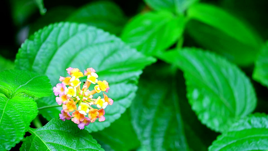 花园中花朵颜色各异的绿色橙黄色视频